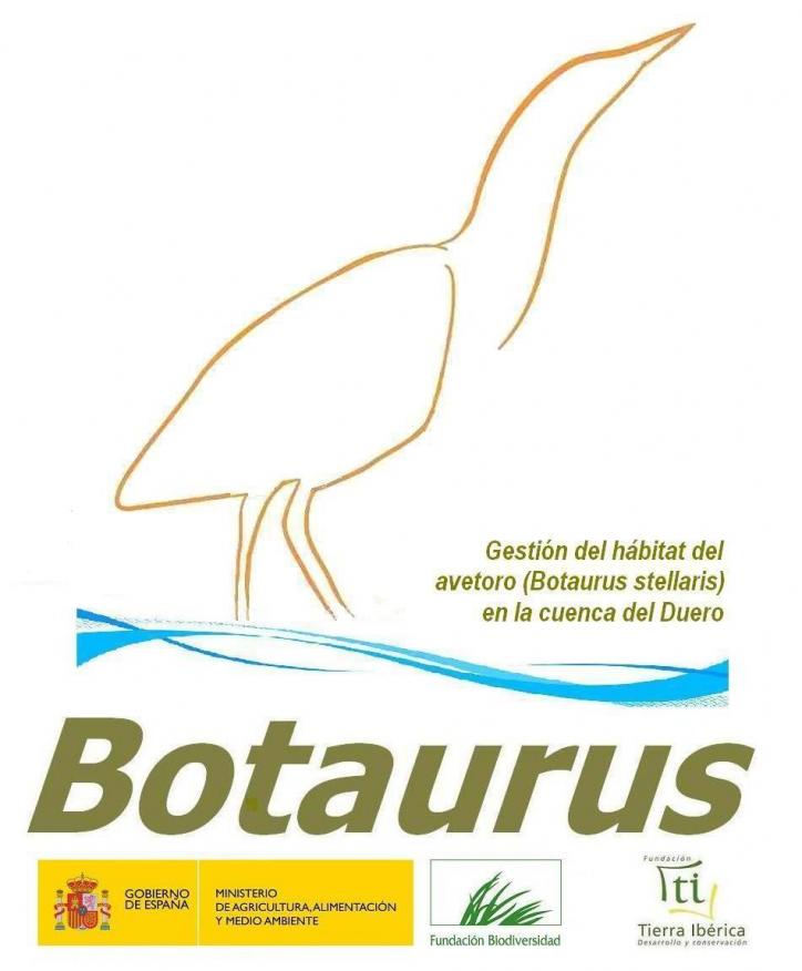 Botaurus