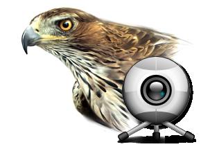 Vídeo vigilancia de nido de Águila perdicera